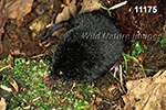 Condylura cristata, Star-nosed Mole